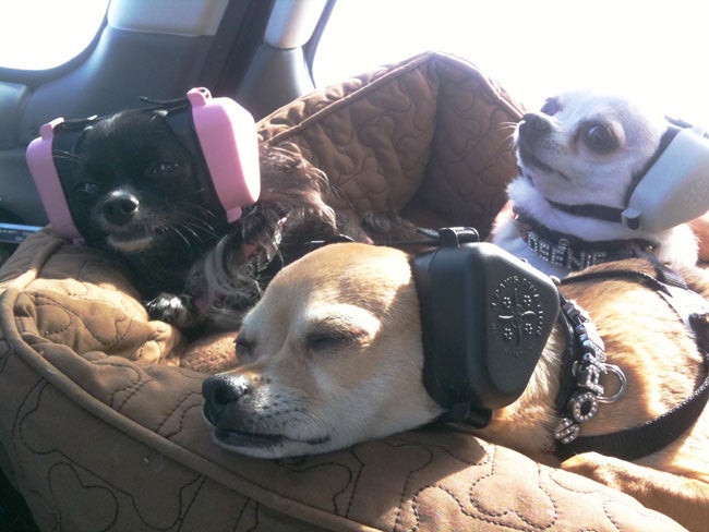 4 Paws K-9 Ear Muffs