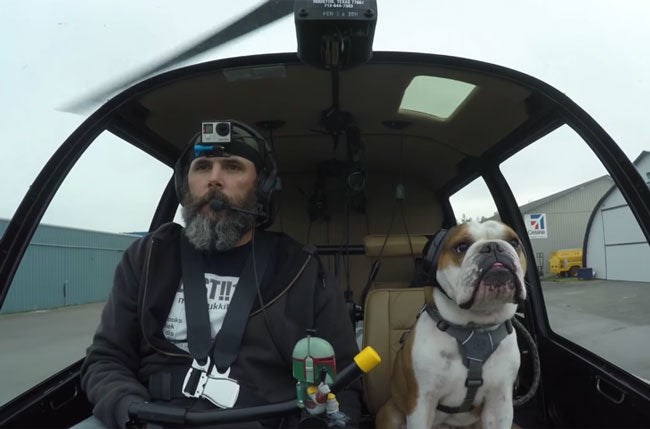 Bentley the bulldog flies