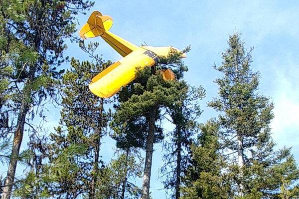 Super Cub in tree