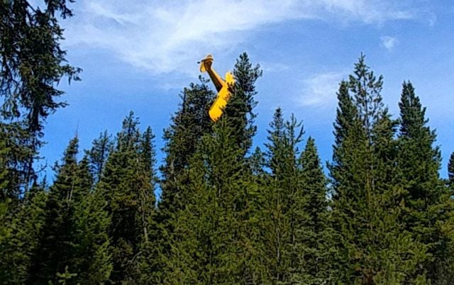 Super cub in tree