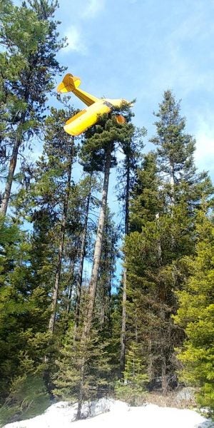 Super Cub in tree