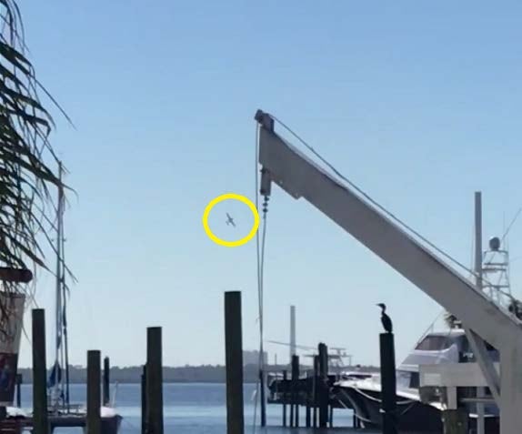 A witness photo of pitcher Roy Halladay's plane prior to his fatal crash.