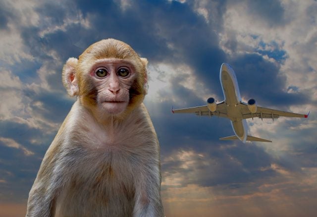 Airport Monkeys