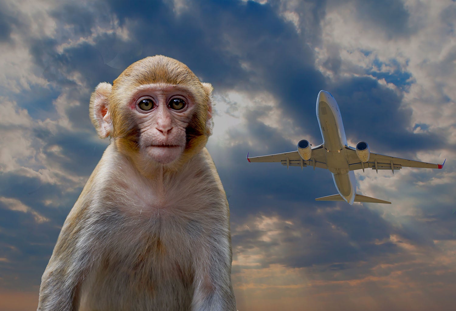 Airport Monkeys