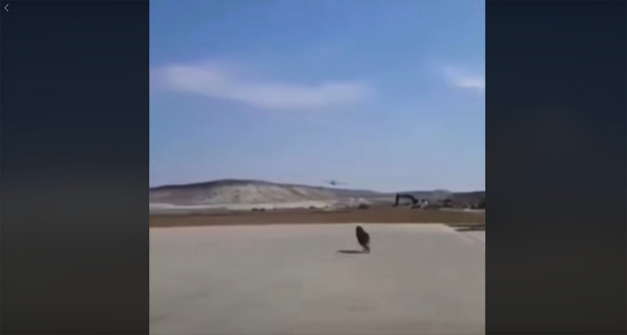 Dog chases P-51 Mustang