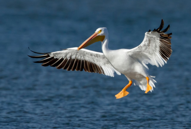 Investigators later determined that the birds the Citation had struck were American white pelicans, one of the largest North American bird species.