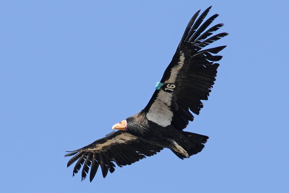 California Condor - Lighthawk Pilots Work to Help Conservation-Threatened Bird Species