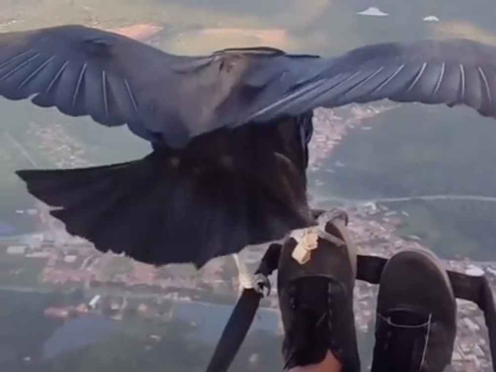 Paragliding vulture video